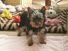 Please post pictures of your black and tan yorkies-p3160082.jpg