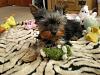 Please post pictures of your black and tan yorkies-p3200076.jpg