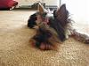 Please post pictures of your black and tan yorkies-p3270114.jpg