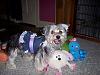 Bella's Birthday Vest from GoFetch-fun.jpg