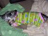 Bella's Birthday Vest from GoFetch-really-tired-now.jpg