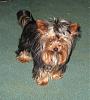 Please post pictures of your black and tan yorkies-cozzzy.jpg