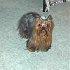 Please post pictures of your black and tan yorkies-smurff-pic-1a.jpg