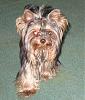 Please post pictures of your black and tan yorkies-jensaya-1a.jpg