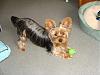 Please post pictures of your black and tan yorkies-tooshie.jpg