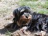 Please post pictures of your black and tan yorkies-mactavish-sept-07.jpg