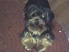Please post pictures of your black and tan yorkies-photo_022207_003.jpg