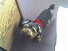 Please post pictures of your black and tan yorkies-photo_051607_001.jpg