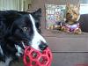 Pao's One & Only Big Dog Friend, Tanner the Border Collie-bc3.jpg