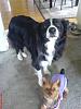 Pao's One & Only Big Dog Friend, Tanner the Border Collie-bc4.jpg