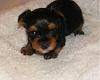 My New Puppy, Pictures!-lkj.jpg