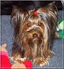 New pics of my Scampy...-scampers-000011.jpg.jpg