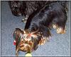 New pics of my Scampy...-scampers-000017.jpg