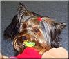 New pics of my Scampy...-scampers-000020.jpg