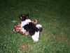 Puppy smack down ~ WWF-rams-reese-reggie-018.jpg