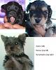 My yorkie and 2 1/2 yorkies-three-babies.jpg