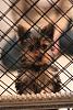 Our new Yorkie: Buster-new-50mm-buster-pictures-002.jpg