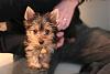 Our new Yorkie: Buster-new-50mm-buster-pictures-007.jpg