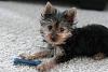 Our new Yorkie: Buster-new-50mm-buster-pictures-032.jpg