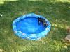 Yorkie Wading Pool-5-16-001.jpg