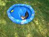Yorkie Wading Pool-5-16-002.jpg