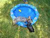 Yorkie Wading Pool-5-16-003.jpg