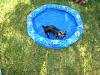 Yorkie Wading Pool-5-16-004.jpg