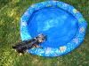 Yorkie Wading Pool-5-16-007.jpg