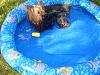 Yorkie Wading Pool-5-16-011.jpg