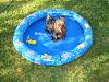 Yorkie Wading Pool-5-16-013.jpg