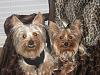 Two Too Cool Yorkies heading for Rodeo Drive-rez-jax-jolie-nice-couple.jpg