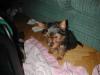 Your Yorkie Pics and weight-buster-002.jpg
