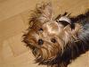 What celebrity does your yorkie look like ???-picture-017b.jpg