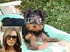 What celebrity does your yorkie look like ???-22-weeks-old-005-cool-small-vb-tink.jpg