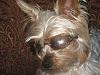 What celebrity does your yorkie look like ???-rez-brad-pitt-yorkies.jpg