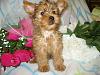 Have any of you ever seen a golden yorkie?-apu-039.jpg