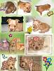 Have any of you ever seen a golden yorkie?-growthcollage-464-x-600-.jpg