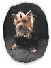Have any of you ever seen a golden yorkie?-1-2-450-x-600-.jpg