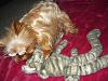 Have any of you ever seen a golden yorkie?-724-5merc.jpg