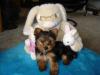 Easter Picture of Yoda-dsc00498.jpg
