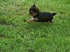 I love grass!!!!!!!-100_0448.jpg