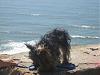 Bobby! Day @ sf Ocean Beach!-l_f88a5731ec58e6f16795cd0ec3f953ab.jpg