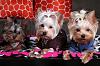 Warning!! Tumi, Tsubi, And Gracie's Pictures Overload!!-3girls10.jpg