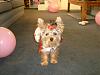 Gracie was READY TO PARTY!!!!-karens-baby-shower-006.jpg