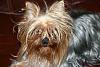 What celebrity does your yorkie look like ???-cricket-morning-messyface.jpg