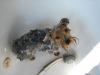 Before, During, and After...-schatzie-during-bath-yt.jpg