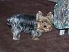 The Yorkie that could that could eat anything.-newtoy.jpg