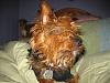 What celebrity does your yorkie look like ???-bailey-001.jpg