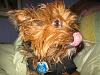 What celebrity does your yorkie look like ???-bailey-002.jpg