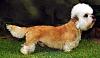 Have any of you ever seen a golden yorkie?-dandie1.jpg